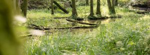 Der grüne und wilde Fluss die Schwärze bei Eberwalde