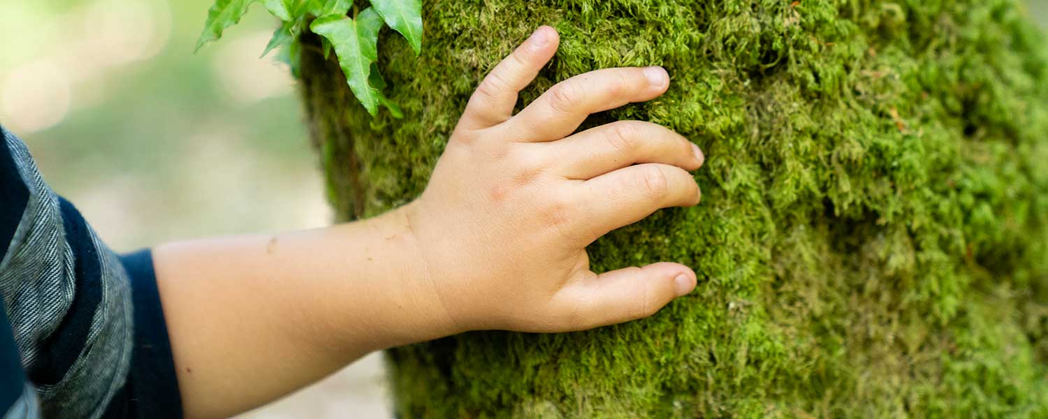 Hand eines Kindes bei einem Familien Kurs in der Wildnisschule Lupus in Berlin Die Hand eines Kindes fast bei unserem Wildnispädagogik Vater & Kind Kurs bei Berlin an einen Baum.