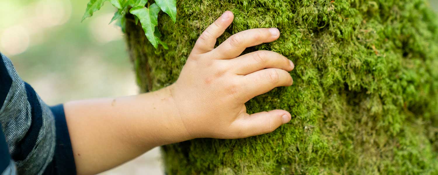 Die Hand eines Kindes fast bei unserem Wildnispädagogik Vater & Kind Kurs bei Berlin an einen Baum.