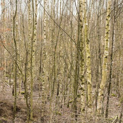 birken-wald-bäume-survival-bushcraft-berlin