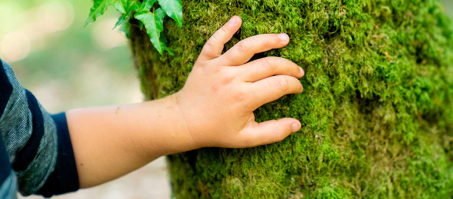Eine Kinderhand fühlt, in der Nähe unserer Wildnisschule an einem Moss bewachsenen Baum, die Struktur der Rinde. Eine Kinderhand fühlt bei unserer Wildnispädagogik Familien Aktivität das Moss an einem Baum in der Nähe unserer Wildnisschule.