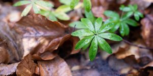 Pflanzen auf dem Anfangsbild des besten Bushcraft und Survival Blog