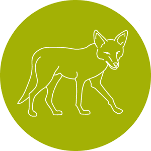 Logo Coyote für die Wildnispädagogik Ausbildung