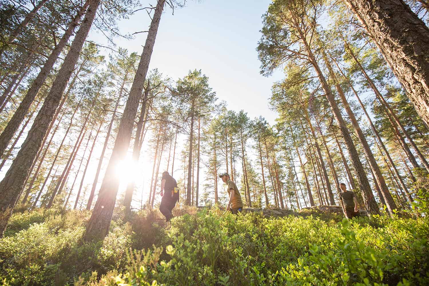 Die Schüler unserer Wildnispädagogik-Ausbildung laufen durch den Nadelwald und über die natürliche Orientierung ohne Hilfsmittel. Im Hintergrund strahlt die Sonne flach durch die Bäume.
