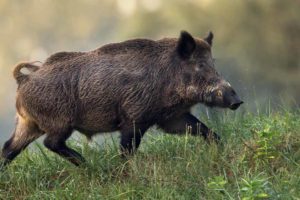 Ein Keiler rennt mitten am Tag über die Wiese. In der Wildtierkunde lernen unsere Schüller alles Wissenswerte über die Altweltschweine.