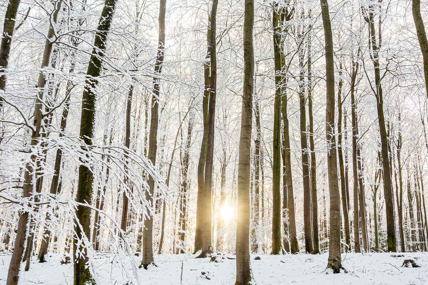 Eine Landschaftsaufnahme von einer wunderschönen Schneelandschaft. Zwischen den Buchen tauscht die Sonne auf uns erhellt den Wald unserer Wildnisschule.