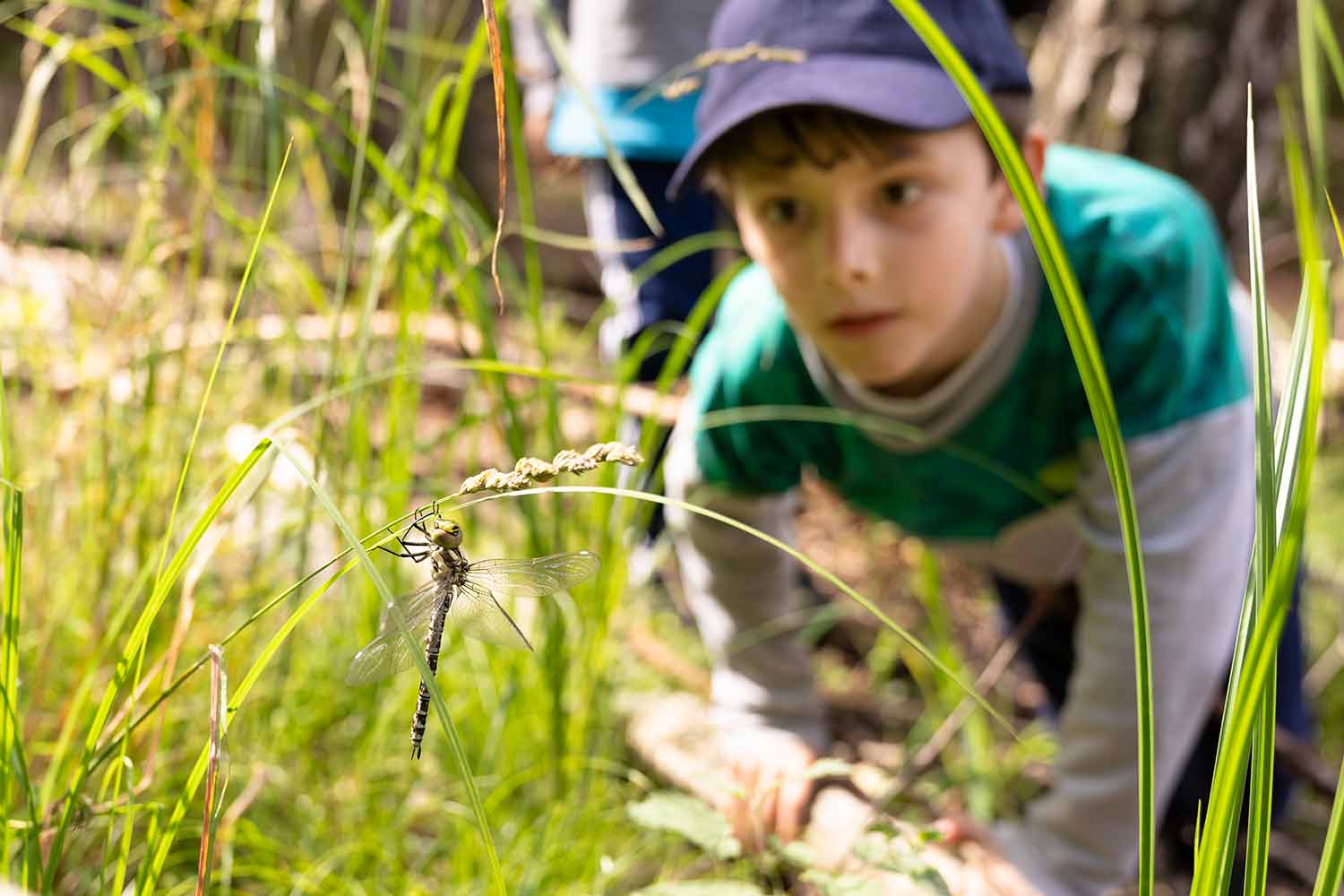 Eine Libelle sitzt auf einem Grashalm. Im Hintergrund schaut ein Kind neugierig das Insekt an. Dese Bild beschreibt das Coyote Teaching Wildnispädagogik-Ausbildung sehr treffend.