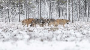Ein Rudel Wölfe in einer Winterlandschaft. Sie stehen eng beieinander und halten sich warm. Dieses Foto ist Sinnbild für das Leitbild unserer Wildnisschule.