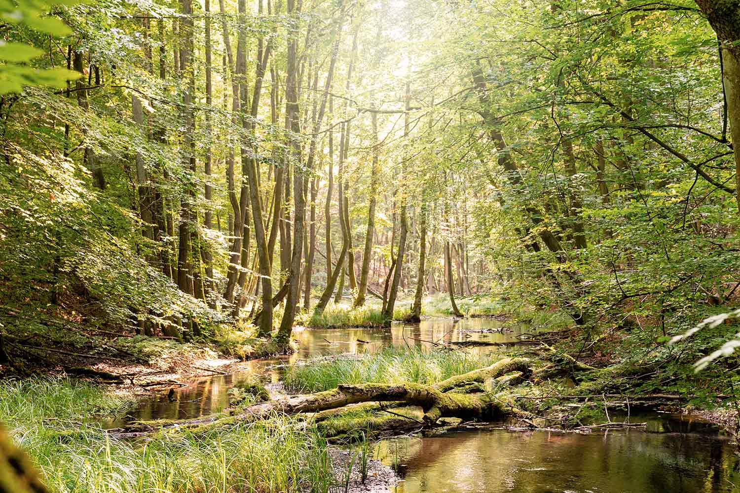 Eine Landschaftsausnahme unseres Waldgebietes für unser Survival-Training. Man sie einen Fluss der sich durch einen Laubwald schlängelt.