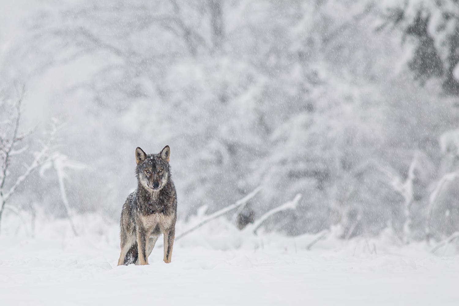 Ein Grauwolf steht alleine in einer schneebedeckten Landschaft. Er hat sie Ohren aufgerichtet und den Blick aufmerksam nach vorne gerichtet. Der Grauwolf ist das Totem und Schutztier der Wildnisschule Lupus.