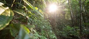 Titelbild unseres Artikels über die Geschichte des Survival zeigt den Urwald in Brasilien.