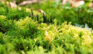 Moss und unterschiedliche Gräser wachsen auf dem Waldboden. Das Holistic-Survival beschäftigt sich mit alle den Ressourcen der Natur und des Menschen.
