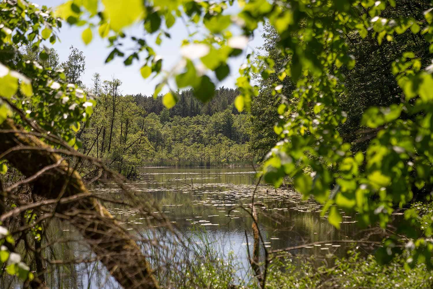 Ein See mit Wasserrosen auf der Oberfläche und Mischwald im Hintergrund. Der Naturpark Märkische Schweiz ist eine perfekte Lernumgebung für die Ausbildung der angehenden Jäger und Jägerinnen.