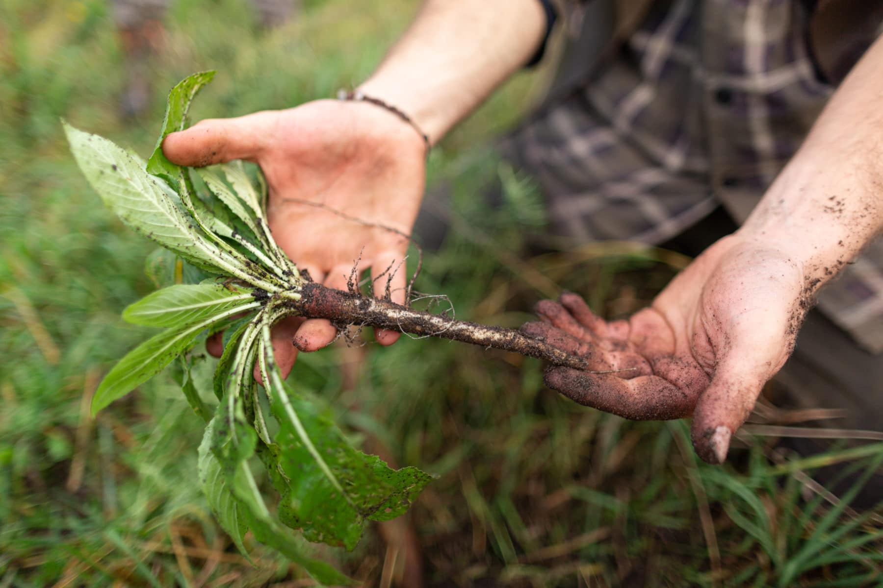 Teilnehmer hält Wurzel einer essbaren Wildpflanze in unserem Kurs über pflanzliche Notnahrung