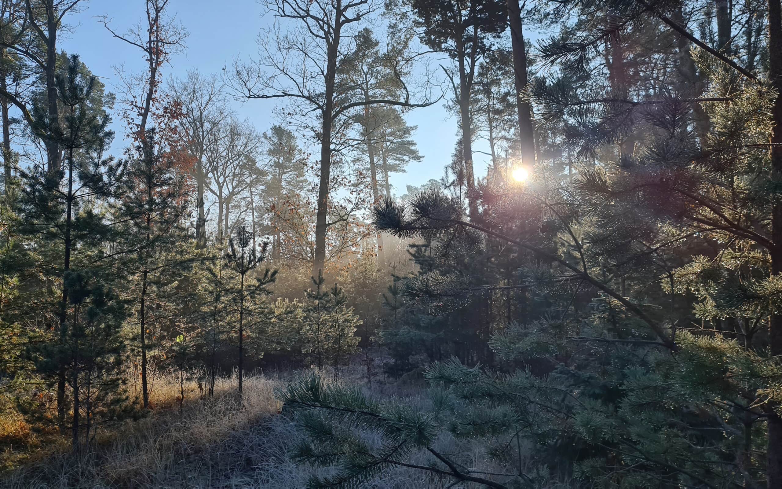 Landschaft im Winter in der Nähe unserer Heilpflanzenschule