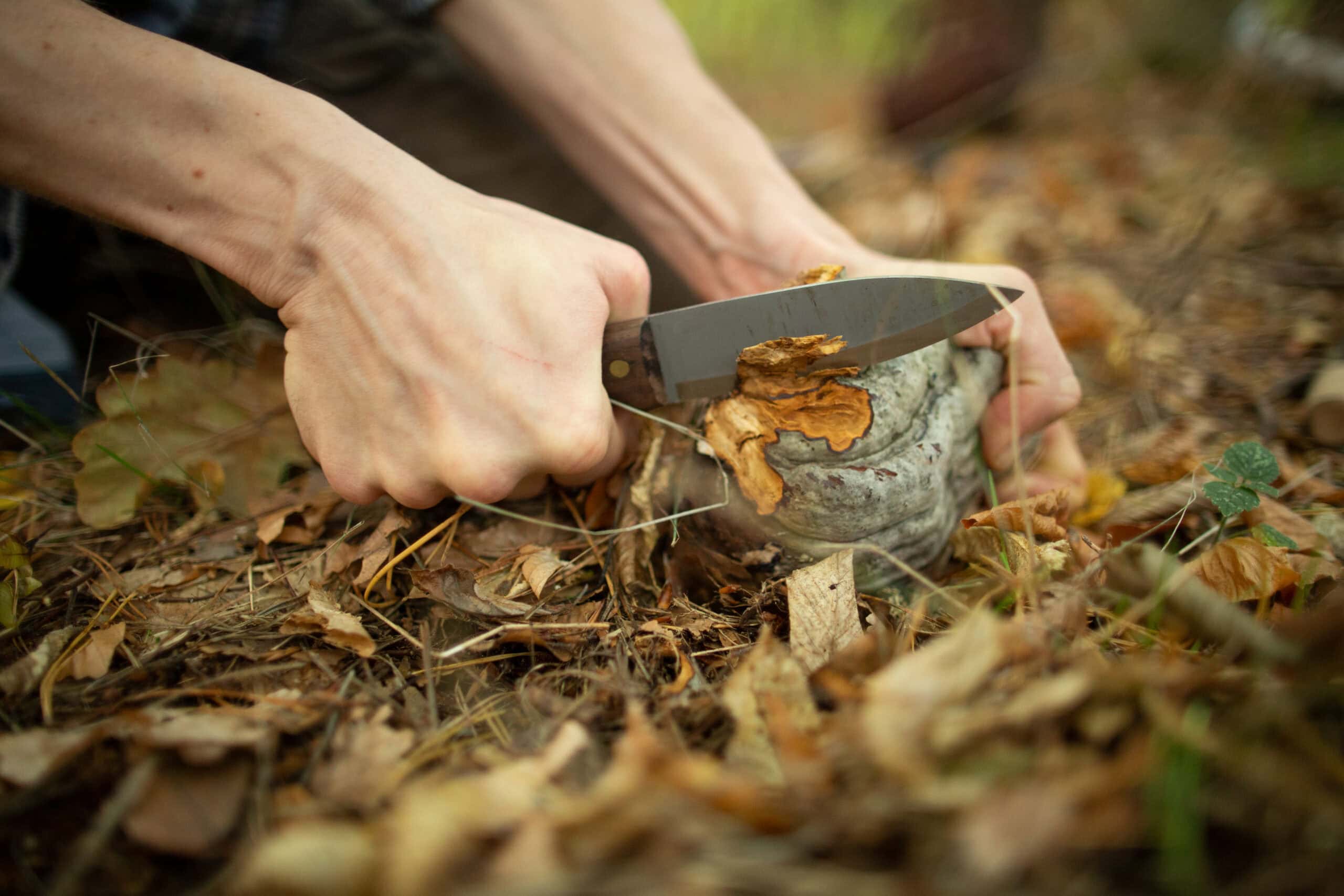 Bushcraft-Übung mit Axt im Survival-Training der Wildnisschule Lupus – über 130 Bewertungen mit 4,8 von 5 Sternen