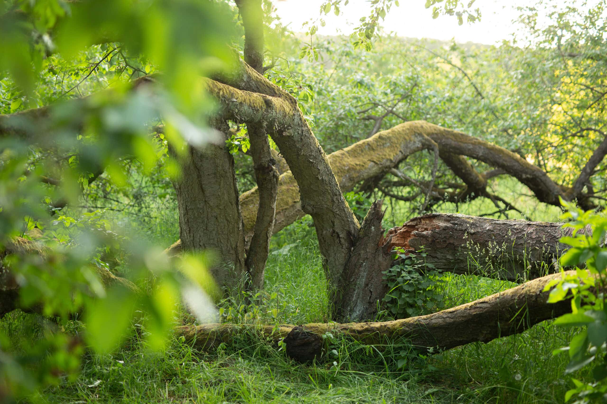 Survival-Training anfragen bei der Wildnisschule Lupus – nächster Schritt zur Inneren Ausrüstung