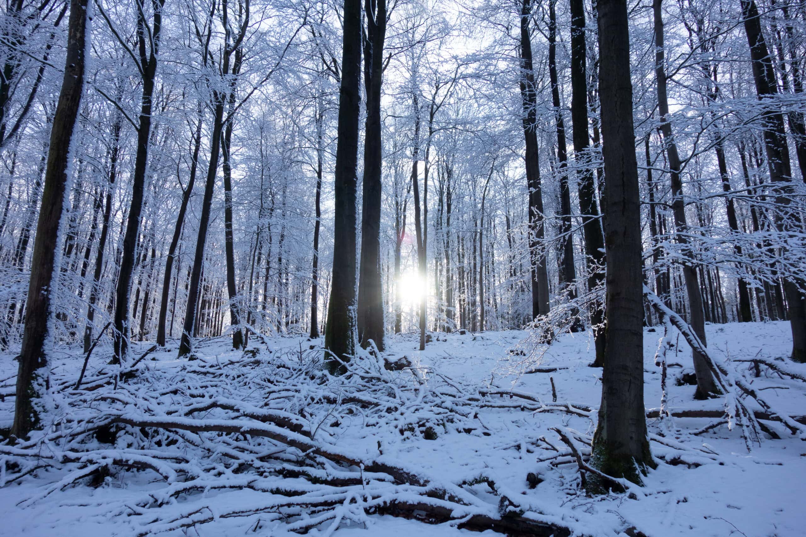 Survival-Training im Winterwald bei Schnee – Die Innere Ausrüstung trainiert Krisenvorsorge unter realen Bedingungen