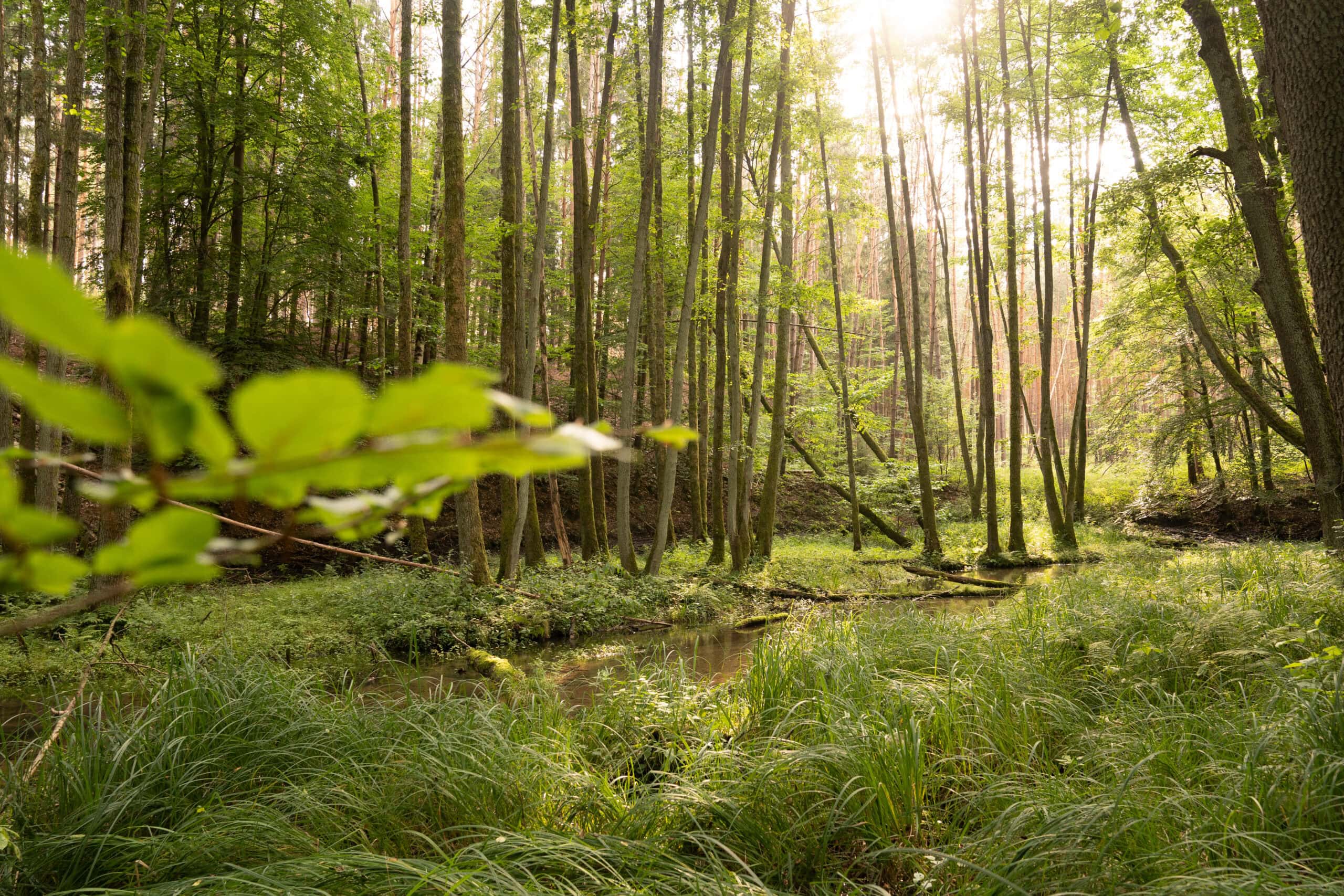 Trainingsgebiet der Wildnisschule Lupus — Laubwald mit Bach in Brandenburg bei Berlin, Übungsgelände für Die Innere Ausrüstung