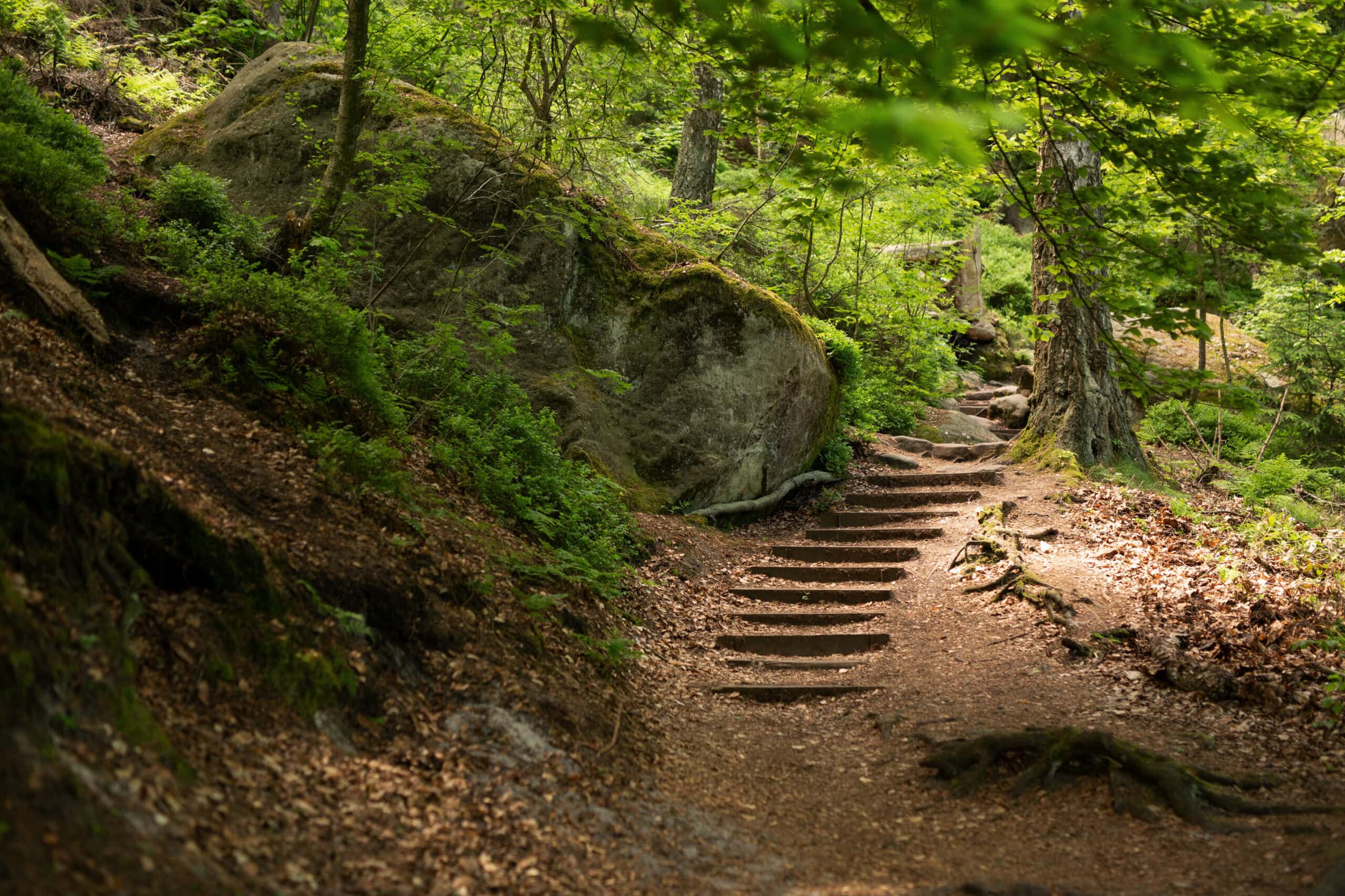 Moosbewachsener Waldweg mit Steinstufen in der Schorfheide — Wildnisschule Lupus Brandenburg