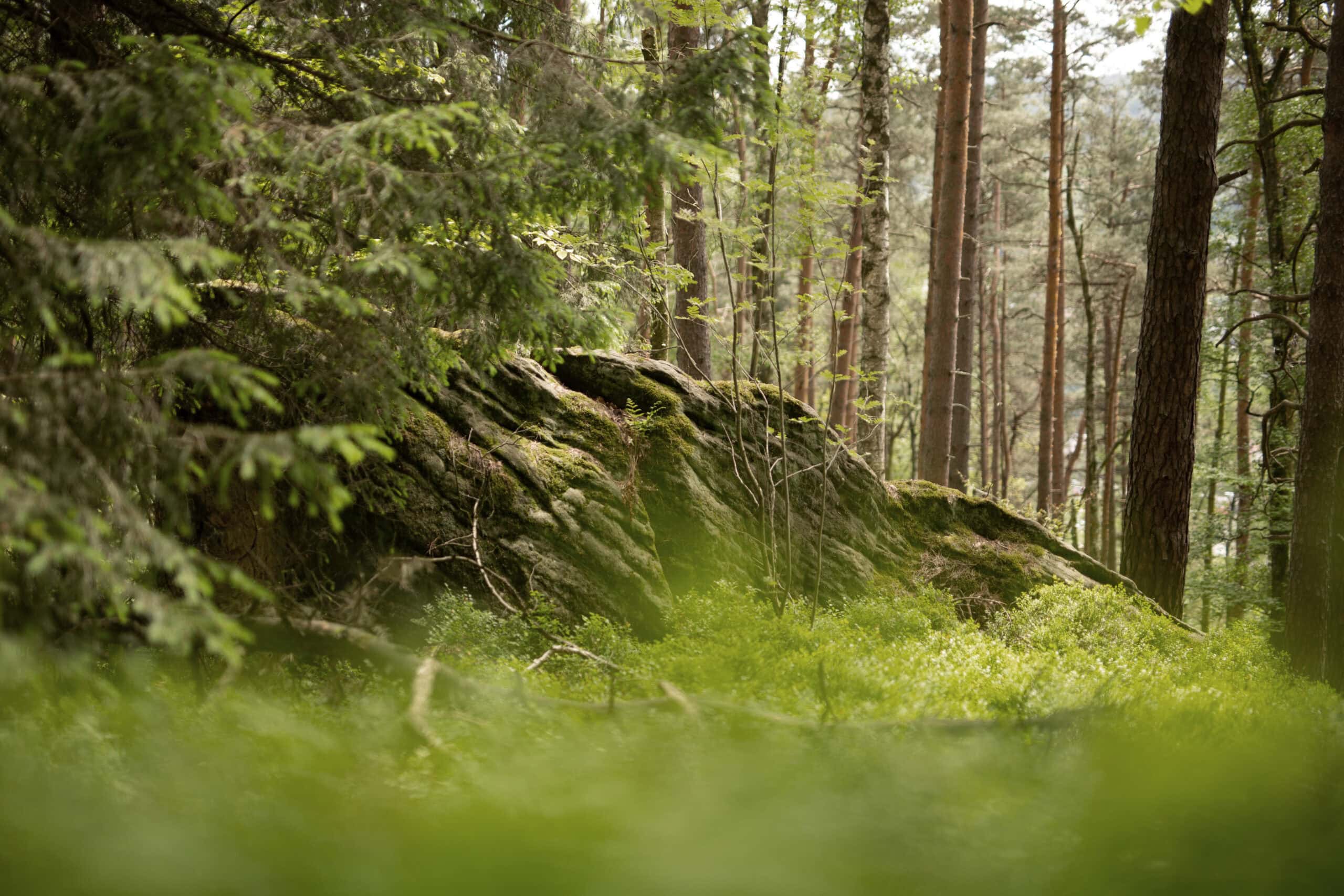 Naturnaher Mooswald in der Schorfheide — Trainingsumfeld für Survival-Psychologie